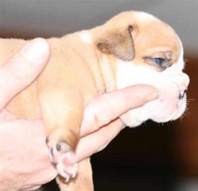 Old English Bulldog Puppies for Sale
