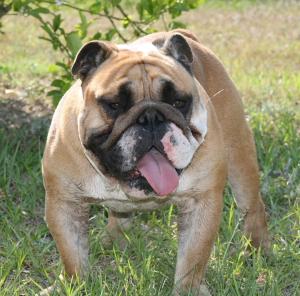 Stud Dogs - English Bulldog