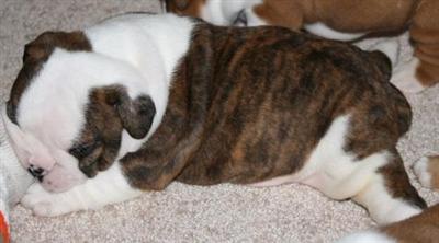 English Bulldog Puppies for Sale