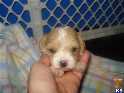 Puppies in MI