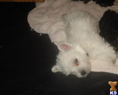 Puppies in MI