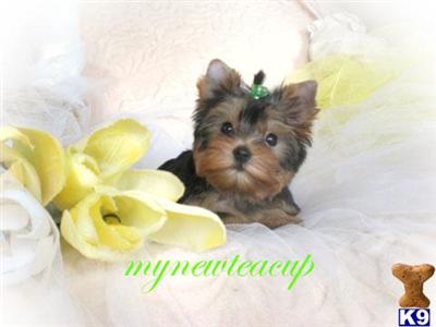 Puppies in CA