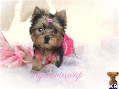 Puppies in CA