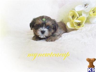 Shih Tzu Puppies for Sale