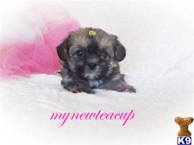Shih Tzu Puppies for Sale