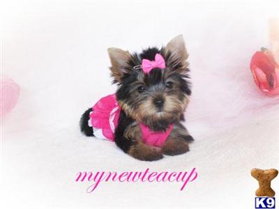 Yorkshire Terrier Puppies for Sale