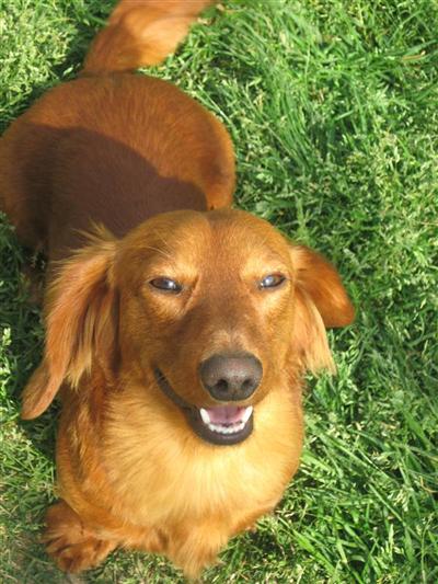 Dogs - Dachshund