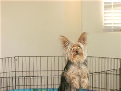 Dogs for Sale in CA