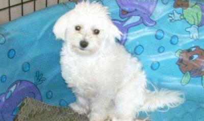 Dogs for Sale in CA