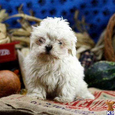 Lhasa Apso Puppies for Sale
