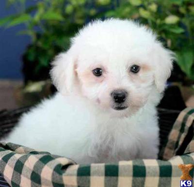 Bichon Frise Puppies for Sale