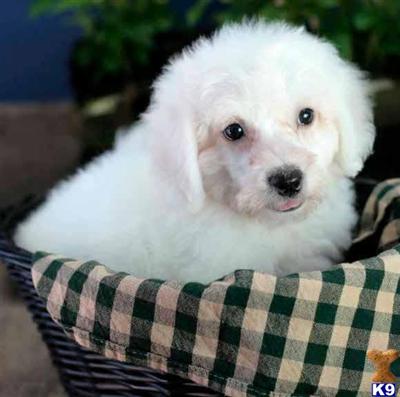 Bichon Frise Puppies for Sale