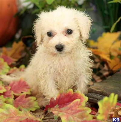 Bichon Frise Puppies for Sale