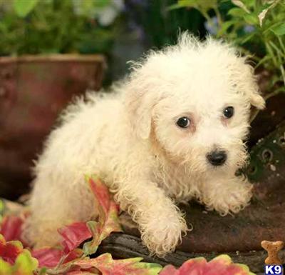 Bichon Frise Puppies for Sale