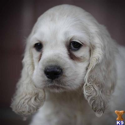Cocker Spaniel Puppies for Sale