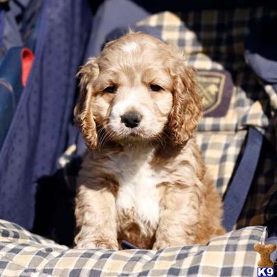 Cocker Spaniel Puppies for Sale