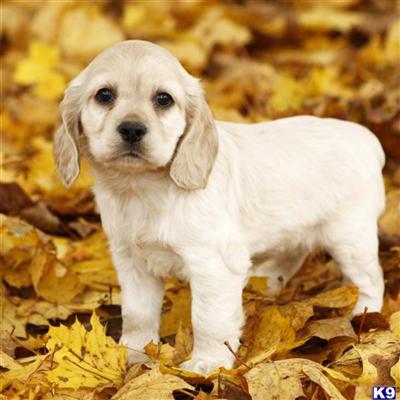 Cocker Spaniel Puppies for Sale