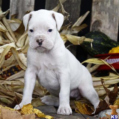 Boxer Puppies for Sale