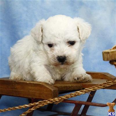 Bichon Frise Puppies for Sale
