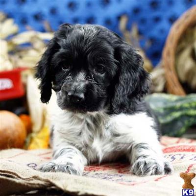 Cocker Spaniel Puppies for Sale
