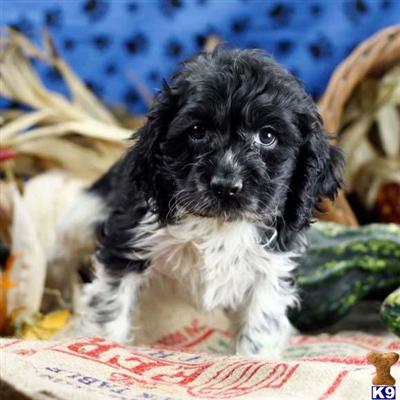 Cocker Spaniel Puppies for Sale