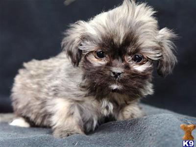 Lhasa Apso Puppies for Sale
