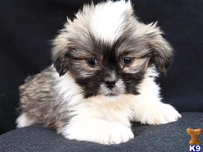 Lhasa Apso Puppies for Sale