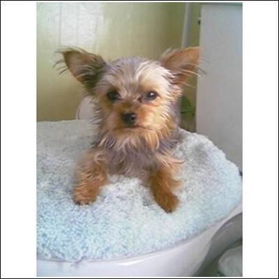 Stud Dogs - Yorkshire Terrier