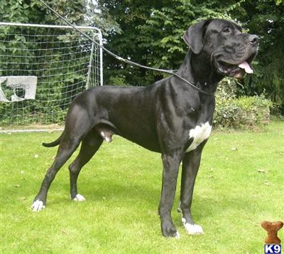 Dogs for Sale in FL