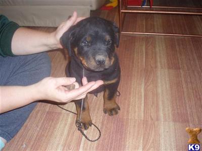Rottweiler Puppies for Sale