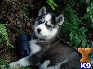 Siberian Husky Puppies for Sale