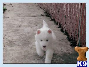 Siberian Husky Puppies for Sale