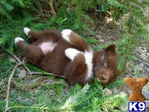 Siberian Husky Puppies for Sale