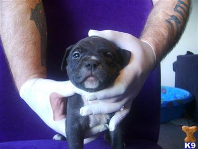Puppies in NV
