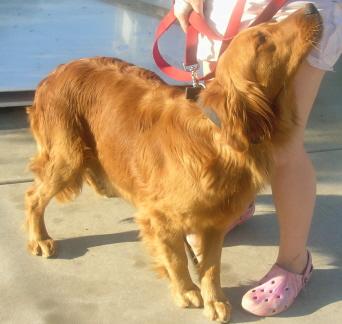 Dogs for Sale in CA