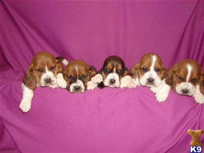 Basset Hound Puppies for Sale