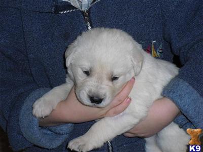Puppies in OR