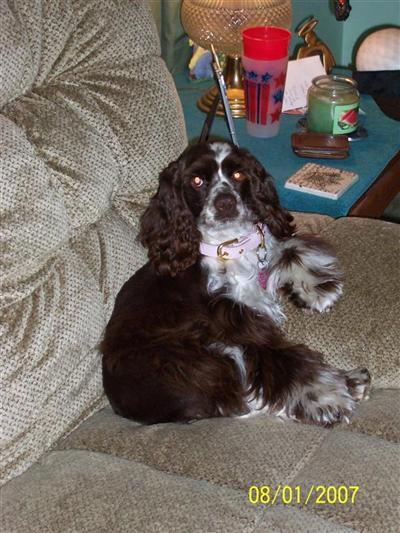 Female Dogs