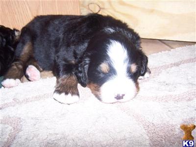 Bernese Mountain Dog Puppies for Sale