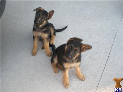 Puppies in WI