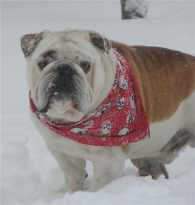 Stud Dogs - Bulldog