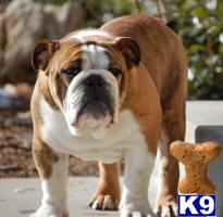 Stud Dogs in KS