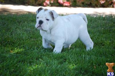 Bulldog Puppies for Sale