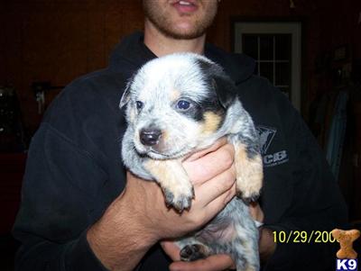 Australian Cattle Dog Puppies for Sale