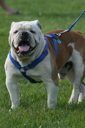 Stud Dogs - Old English Bulldog
