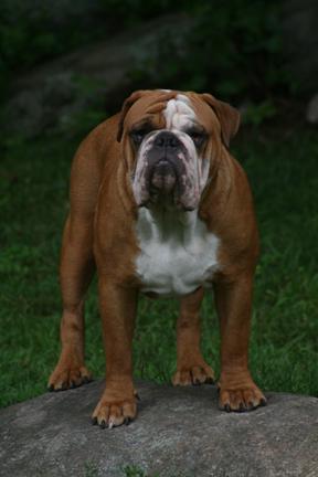 Stud Dogs - Old English Bulldog