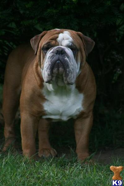 Stud Dogs - Old English Bulldog