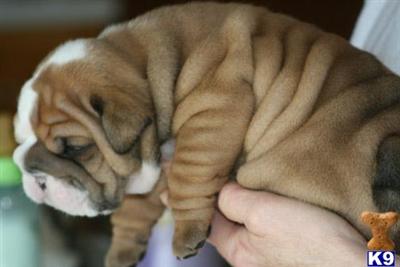 Old English Bulldog Puppies for Sale
