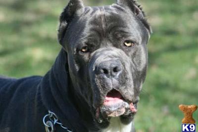 Stud Dogs - Cane Corso
