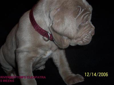 Neapolitan Mastiff Puppies for Sale